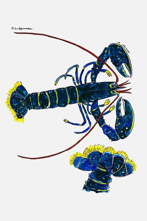 Tea Towel Lobster n°2